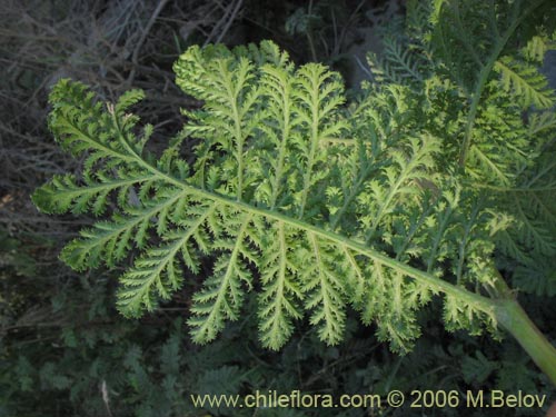 Image of Senecio sp. #1487 (). Click to enlarge parts of image.